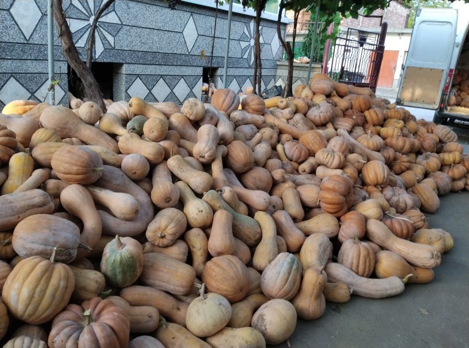 Продавам семена бели тикви и цигулки