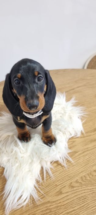 Femela teckel tekel dachshund standard par scurt pedigree tip A FCI