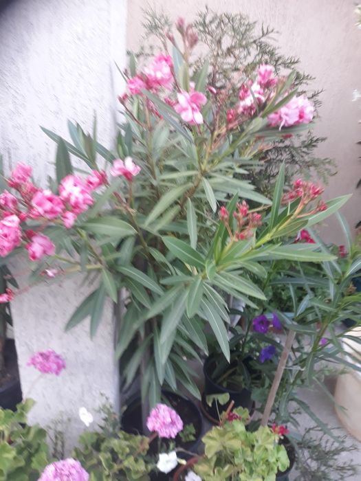 Vind leandri ,alb roz , roșu și