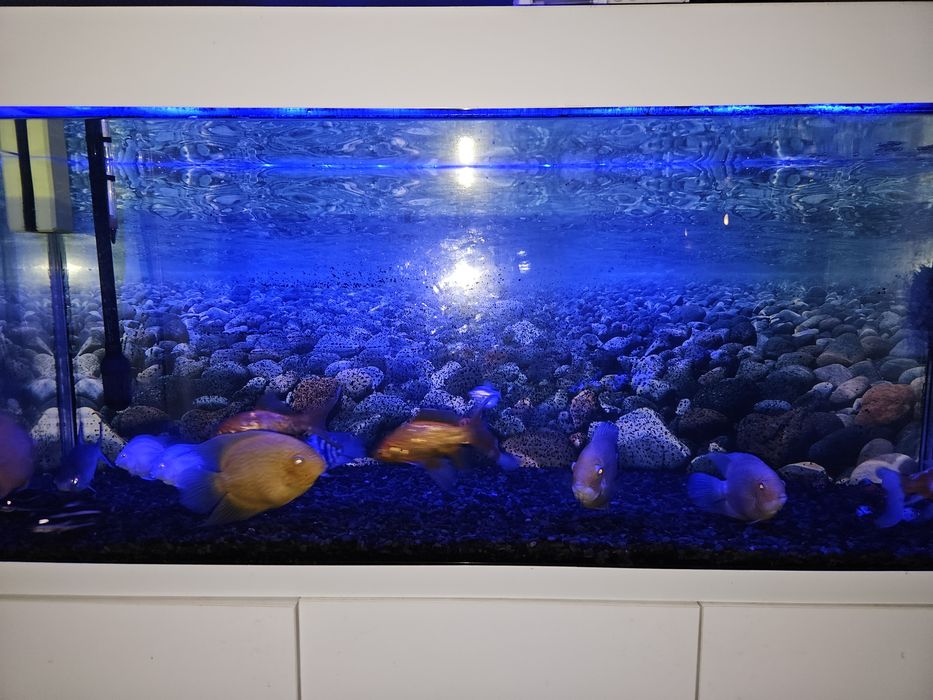 Аквариум -AKUAEL- 240 л.