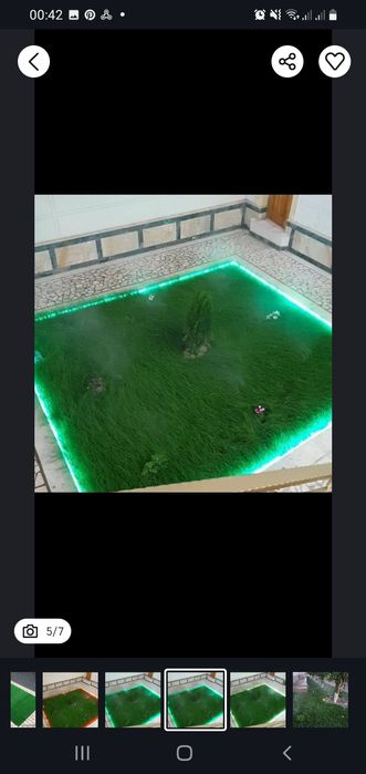 Ispaniya, Daniya gazon urug'lari ekib beriladi.