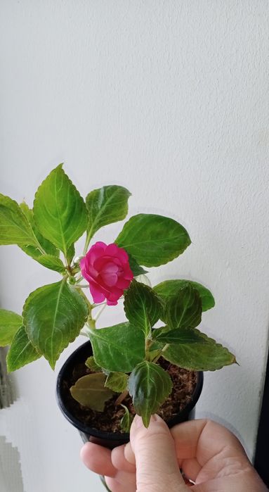 Продам излишки растений недорого