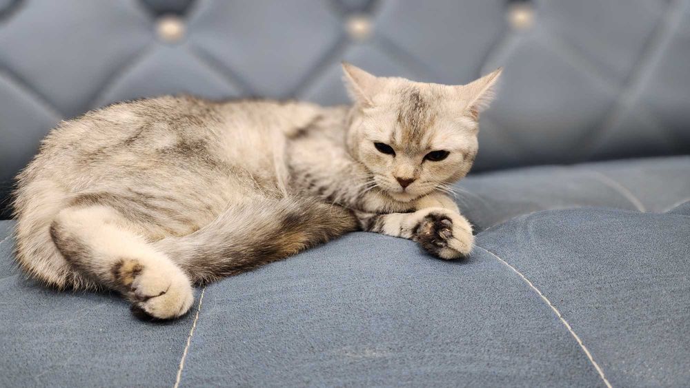 Британская шиншилла