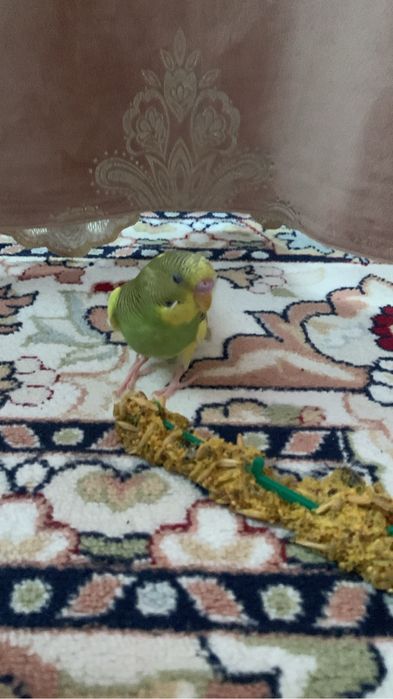 ручной папугай 10000 атырау