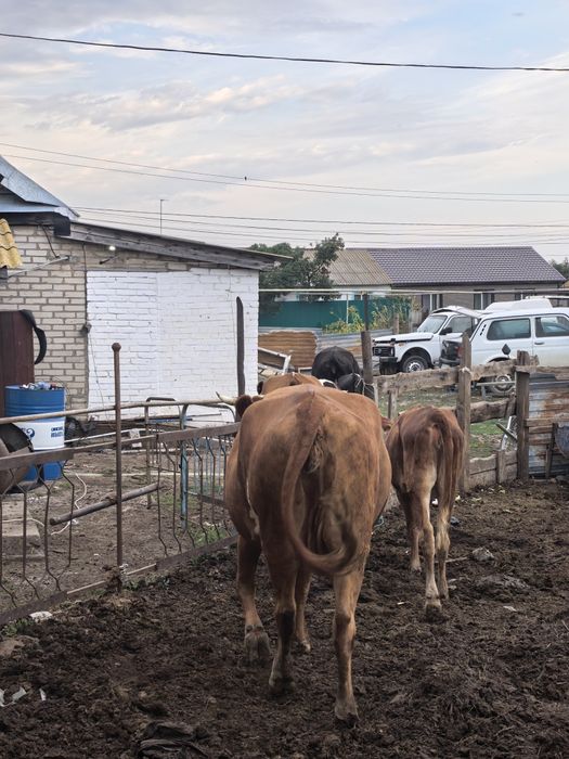 Продам корову или обмен на сено