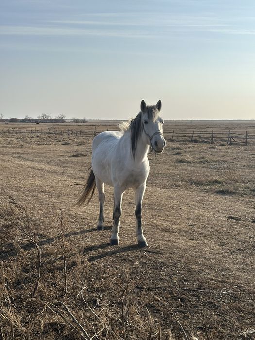 Продам кобылу с жеребенком обученную в круг