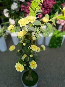 Декор дарахтлар офис ва ресторан учун