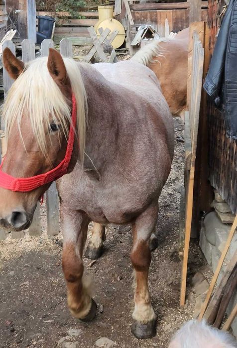 Vând 2 iepe de rasă – crescute în munte, puternice și sănătoase.