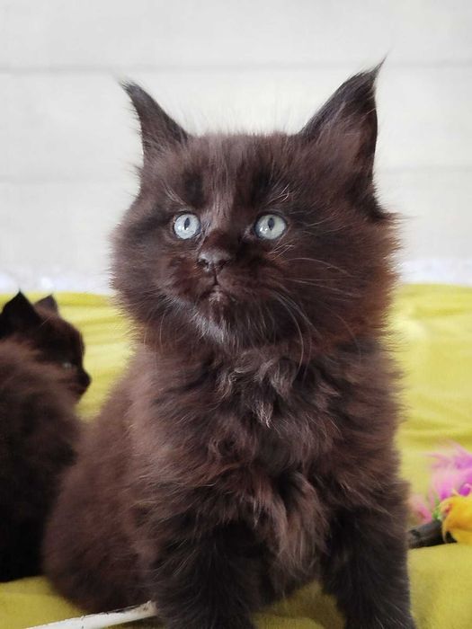 Малки Котенца Мейн Кун