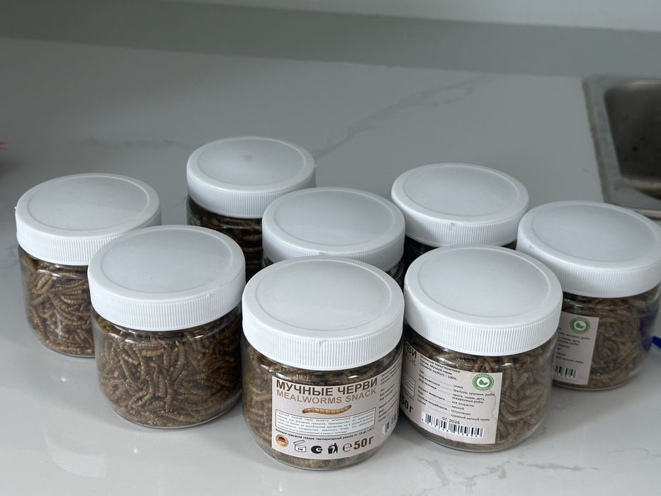 Мучной червь — живой корм