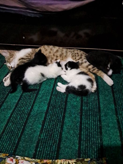 Котята полупородистые
