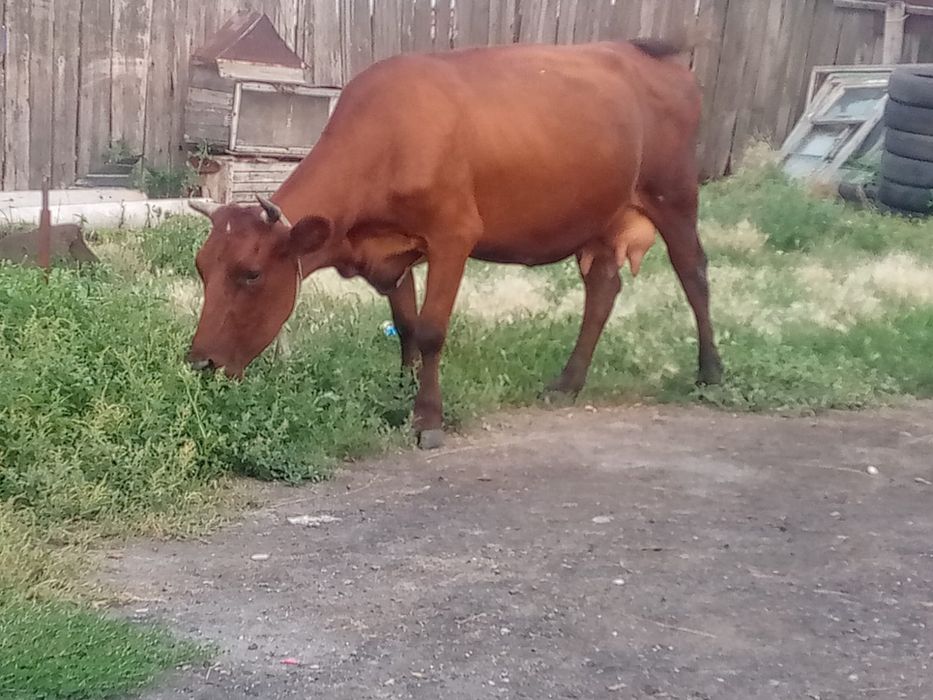 Продам дойную корову
