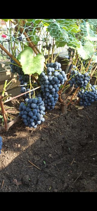 Продам саженцы винограда