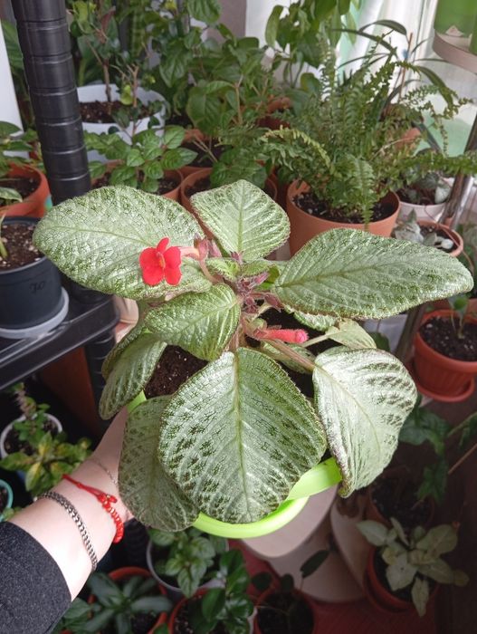 Продам цветы комнатные