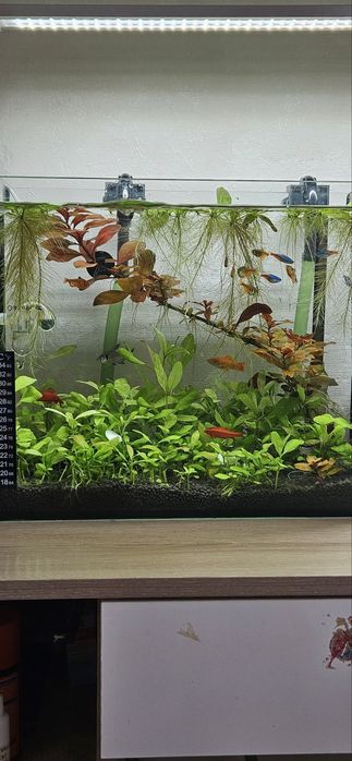 Аквариум ёмкость 30 литров