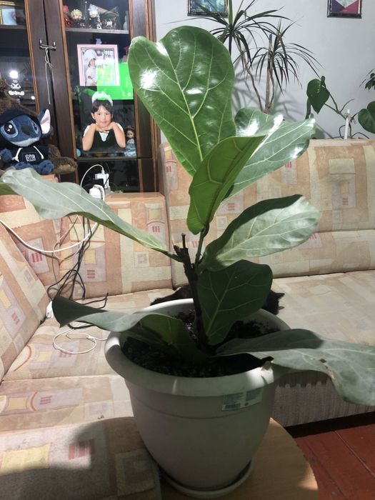 Продаю комнатные цветы