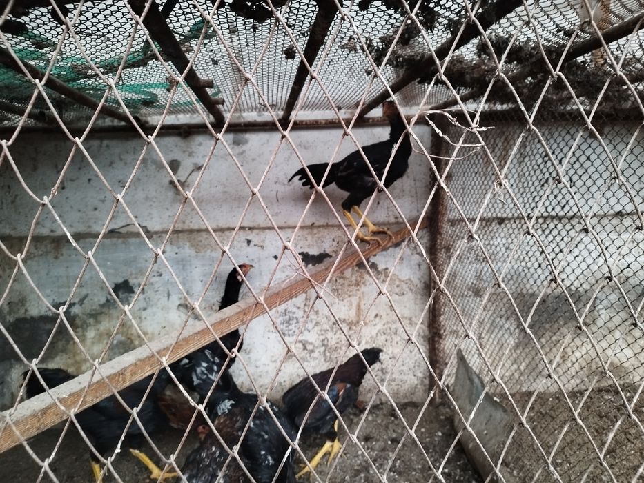 Куланги зотли Жужа Хурозлар