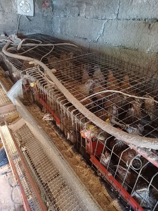 Vând tineret prepelițe!!