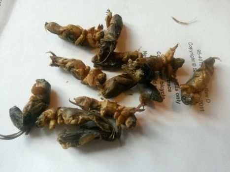 Медведка от туберкулеза и пневмонии.