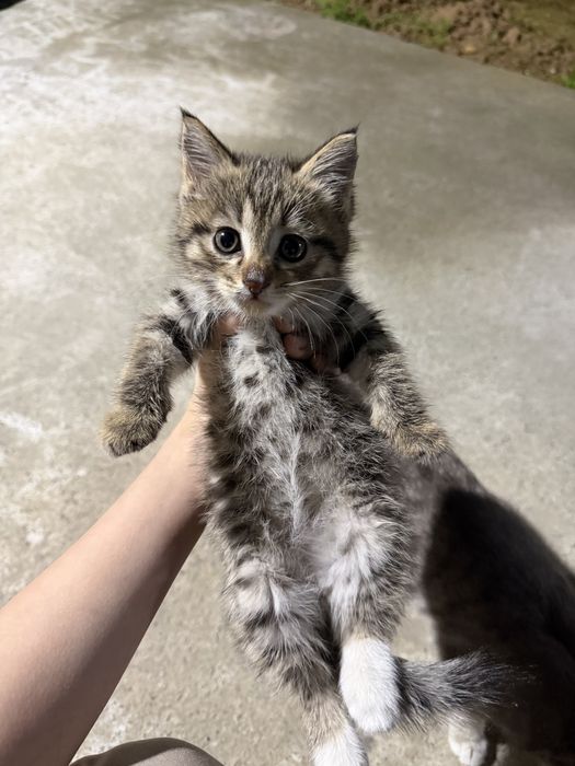 отдам даром в добрые руки котят, бесплатно, кошки