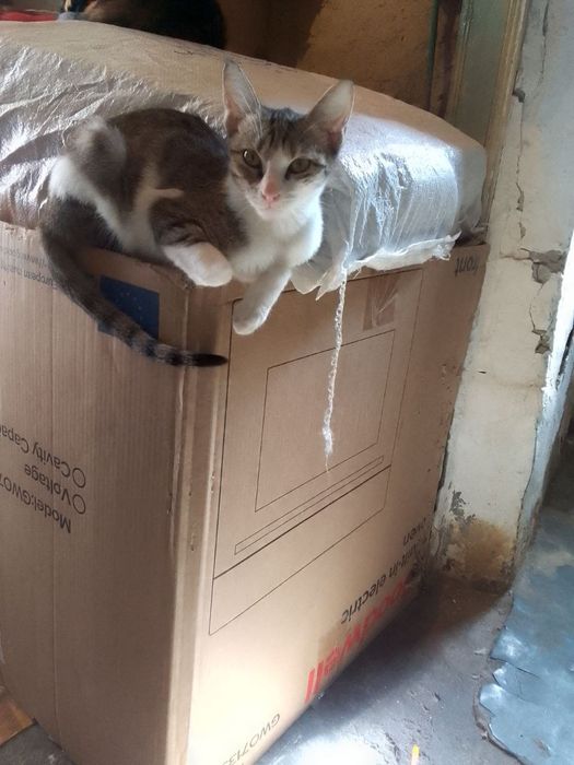 Отдам кошечьку .