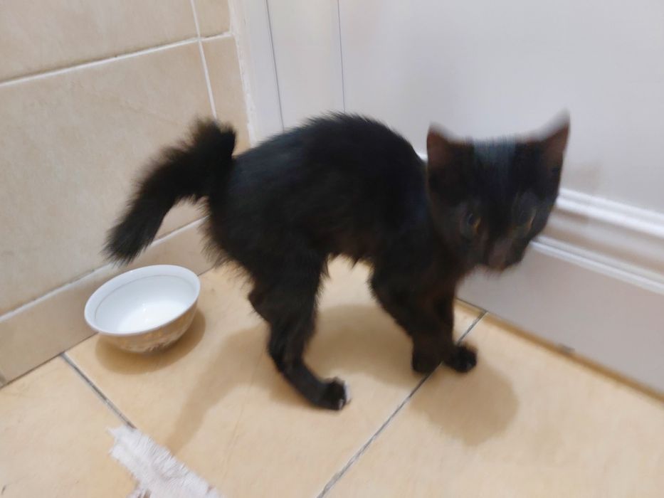 Котёнок ищет семью