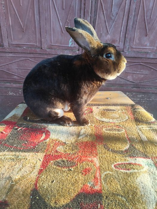 Rex Albastru și Rex Castor