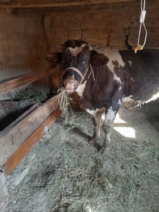 Buqa satiladi gbrit 2yaw