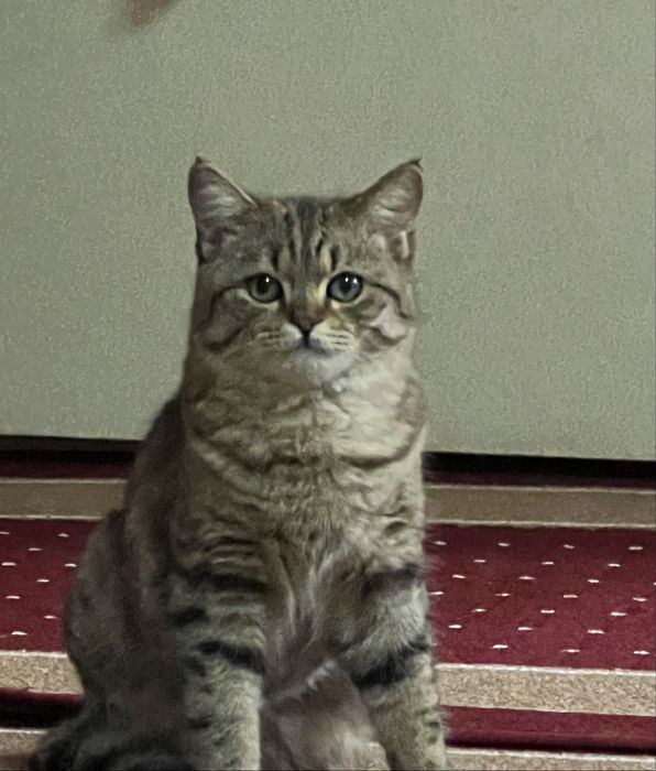 Scottish мраморный, готов к вязке