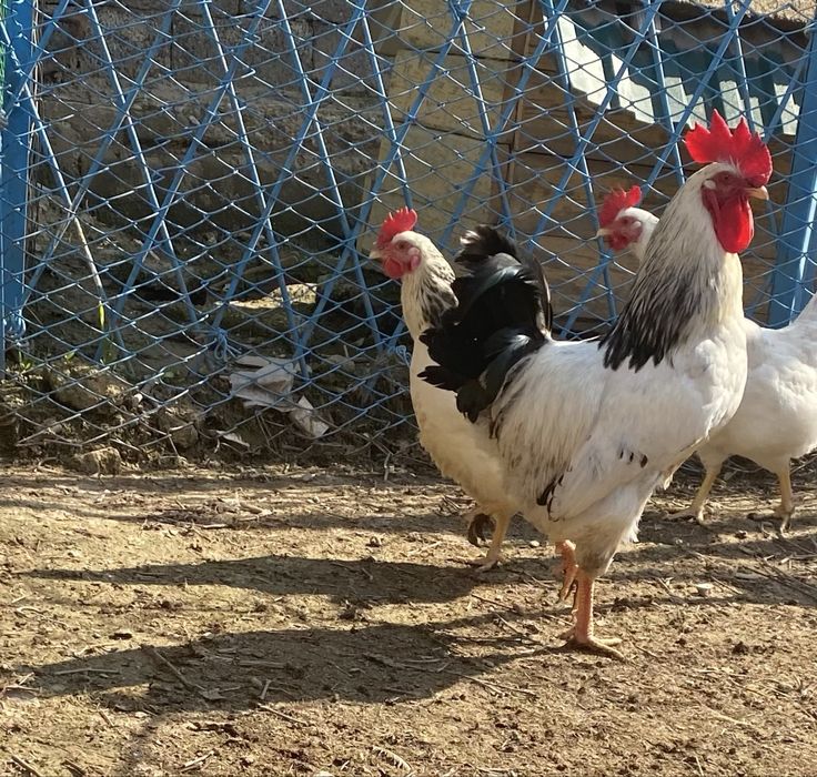 Цыплята Адлер серебристый.