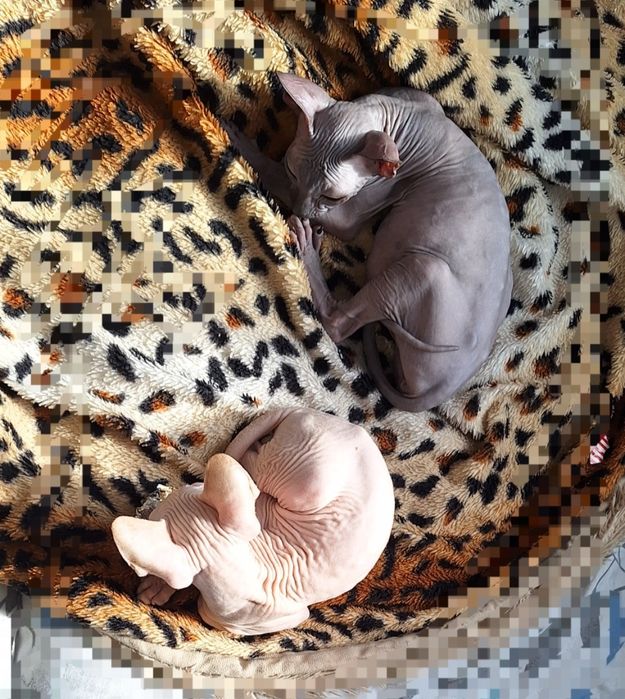 Чистокровные Канадцы