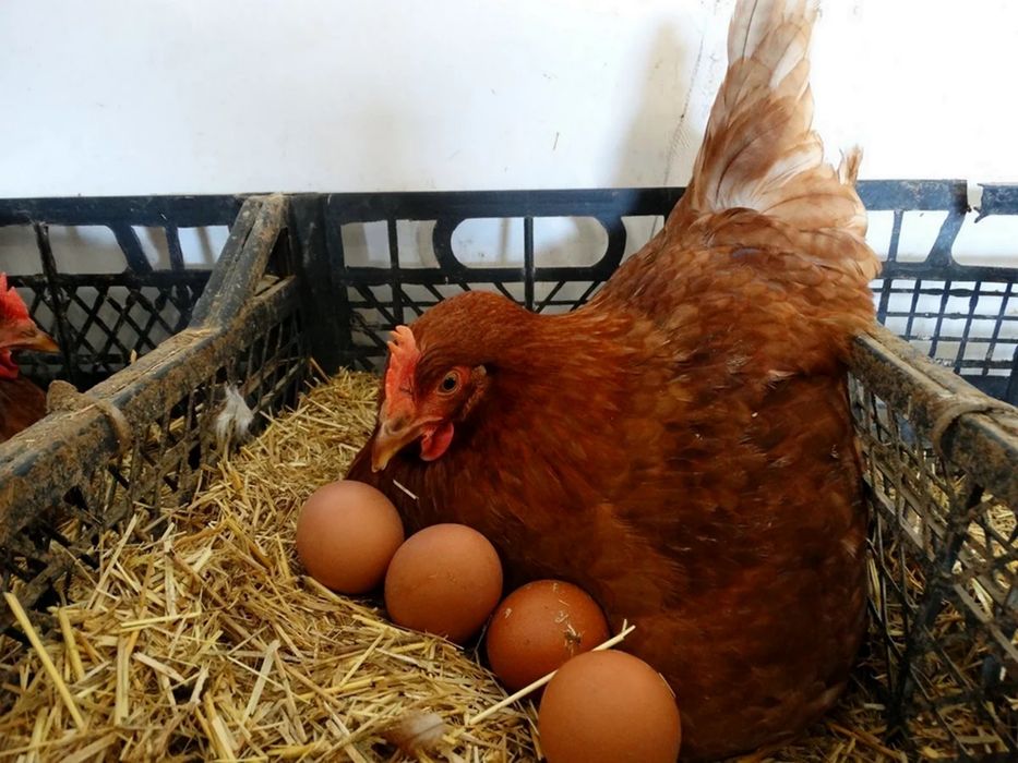 Российские Ломан браун несушки 3 суточные. ФАБРИЧНЫЕ.