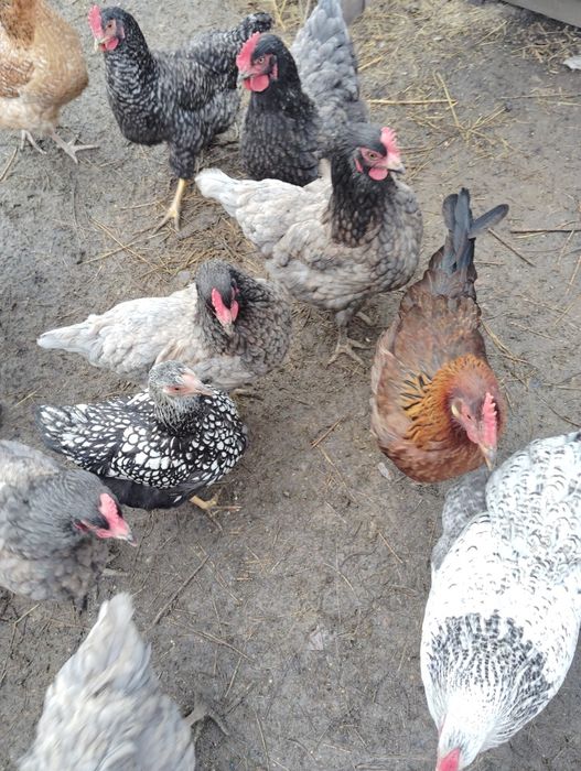 Vânzare oua de casa/ păsări crescute în libertate