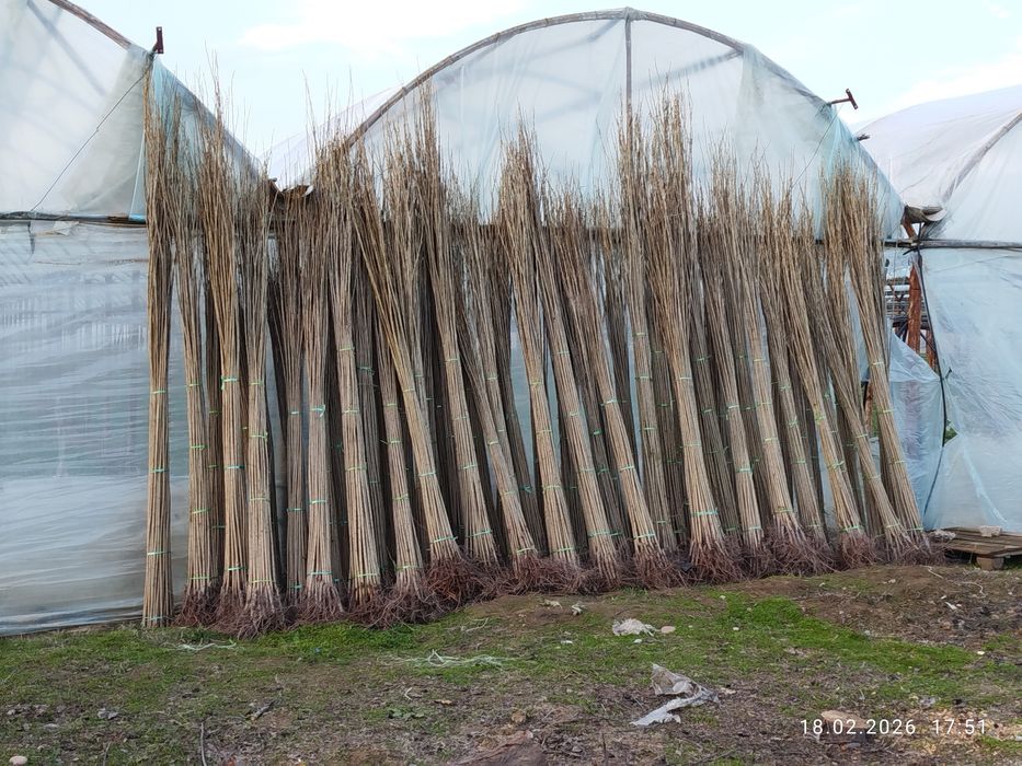 Терак кучатлари ва бошка турдаги кучатлар