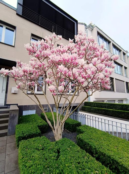 Magnolia  movă ,roză cu alb