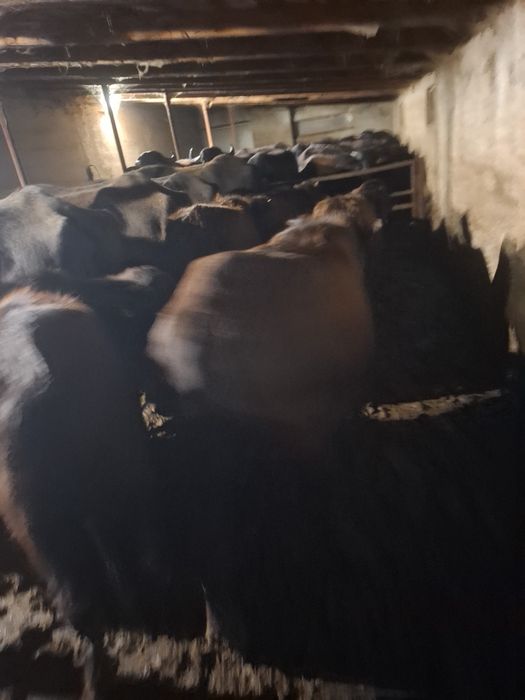 Vând taurasi de bivol