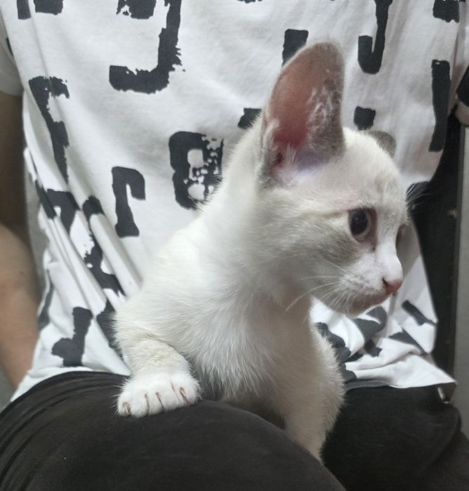 Отдам котенка ( девочка