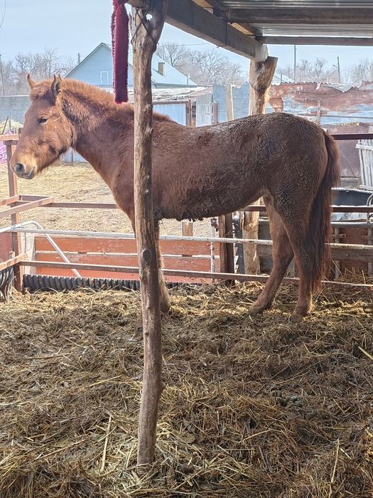 Жылқы сатылады бордақы