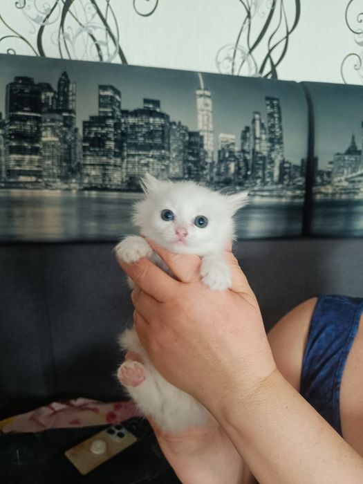 Пристроим девочку красавицу!