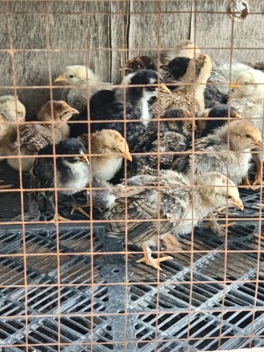 Продам цыплят. Разного возраста