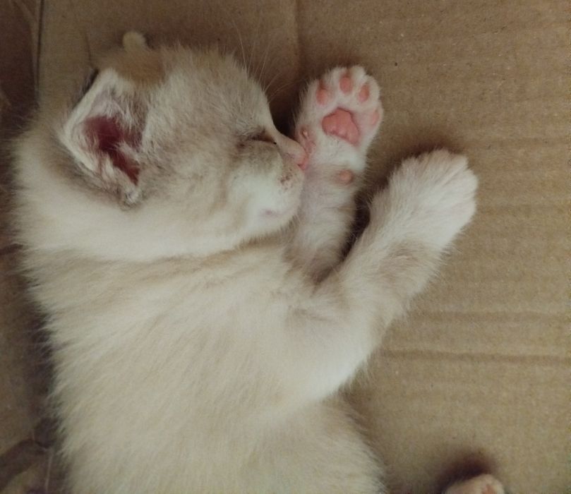 Mushu bolasi sotiladi