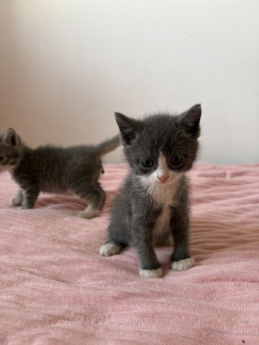 котенок котята в добрые руки