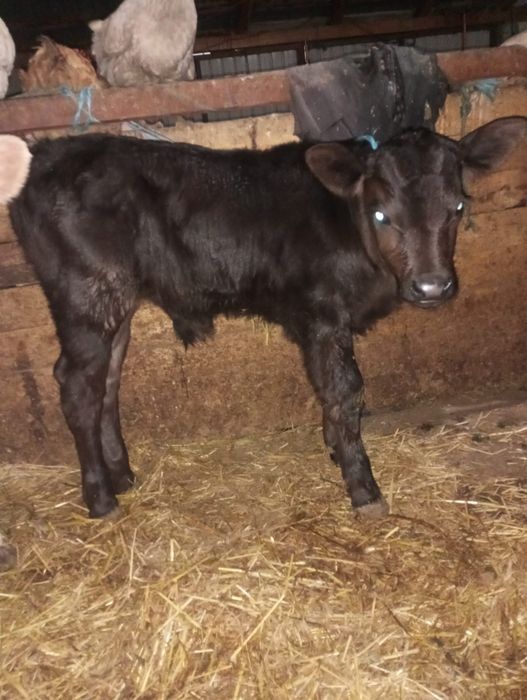 Vând  viței, schimb!