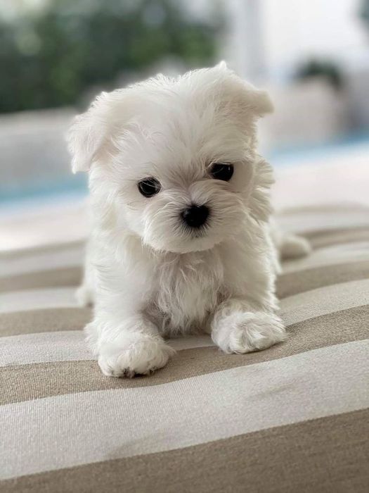 Bichon maltez mini t o y