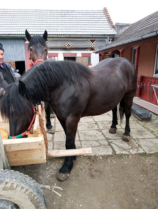 Cai de vânzare tineri