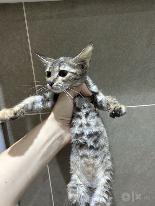 Котенок в добрые руки