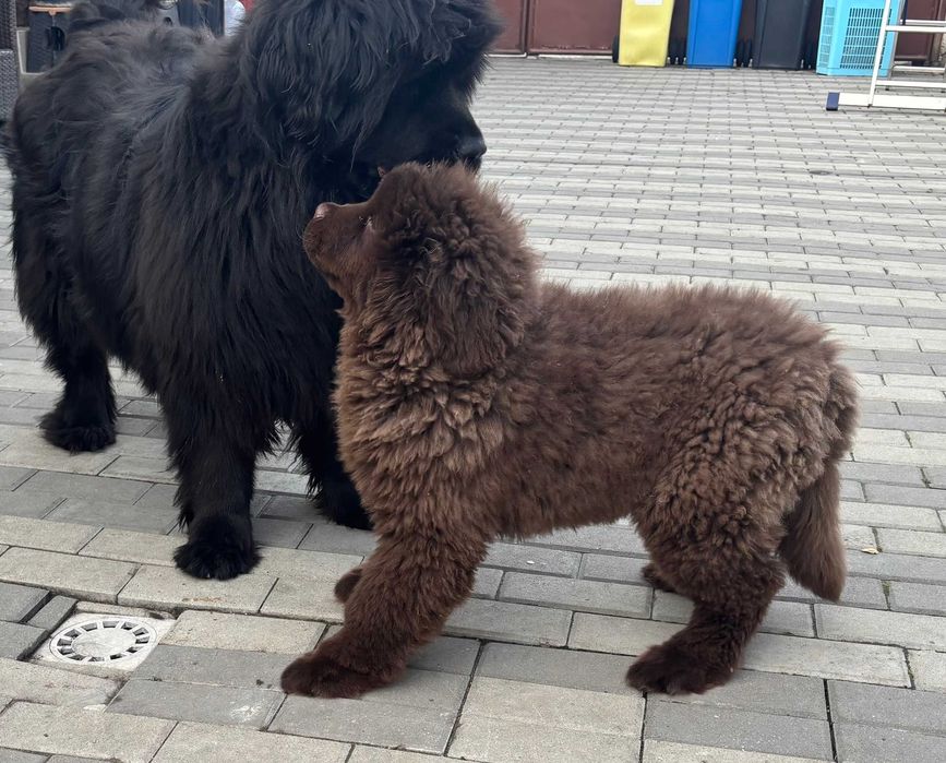 vand Terranova baiat