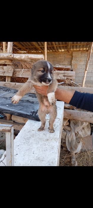 Choʻpon gidik sotiladi