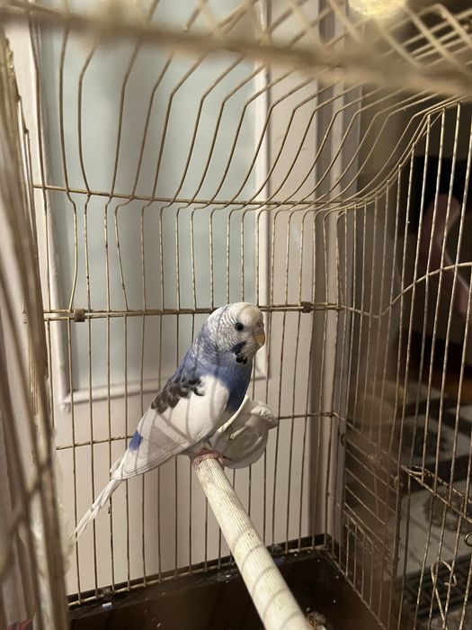 Продам попугая девочку