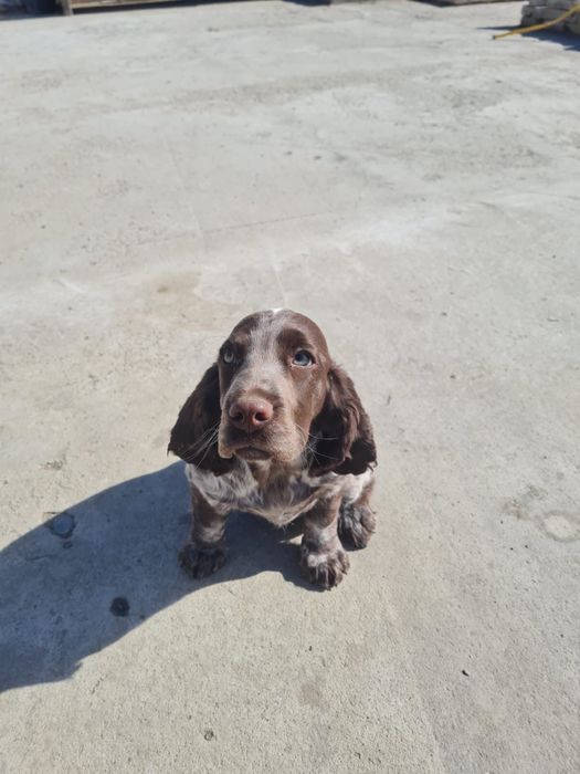 Щенок (русский спаниэль)